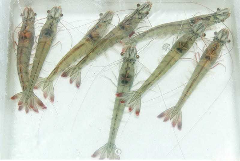 nuôi tôm chân trắng