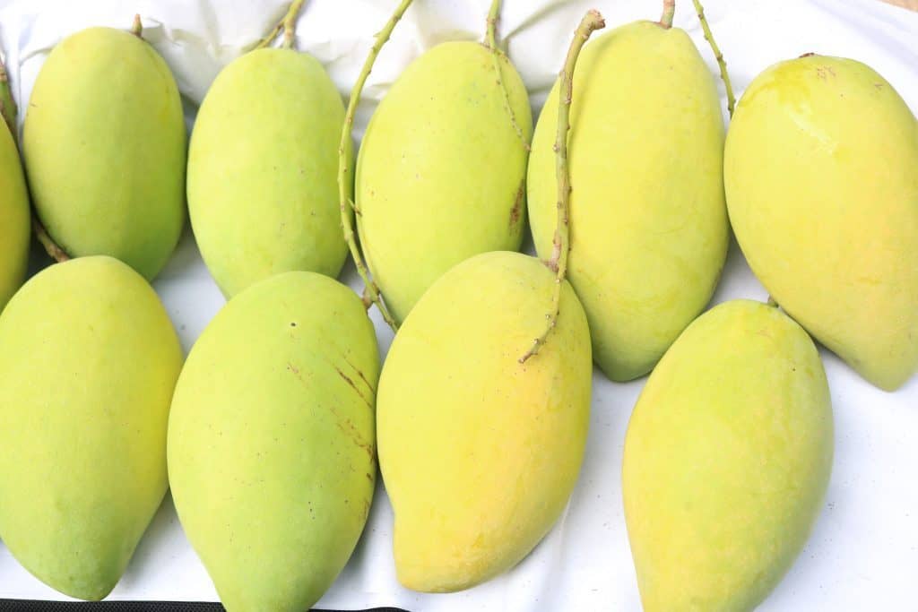 trồng xoài