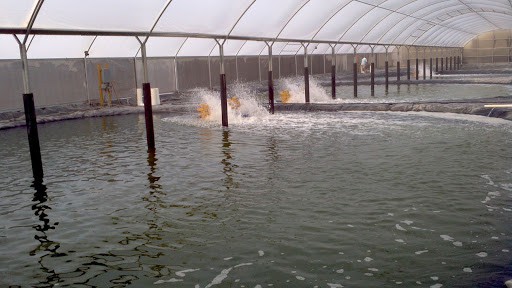 trại nuôi tôm trong nhà