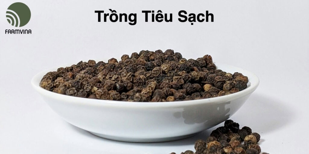 Trồng Tiêu Sạch